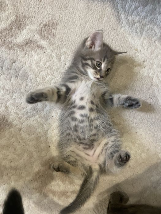 Отдам котенка бесплатно