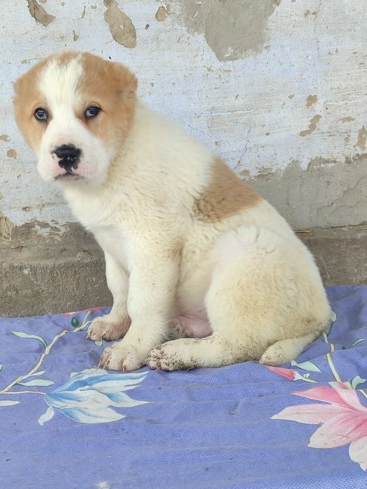 Щенки Алабая САО