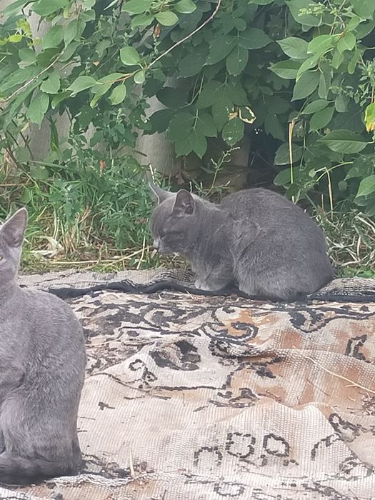 Котята отдам даром