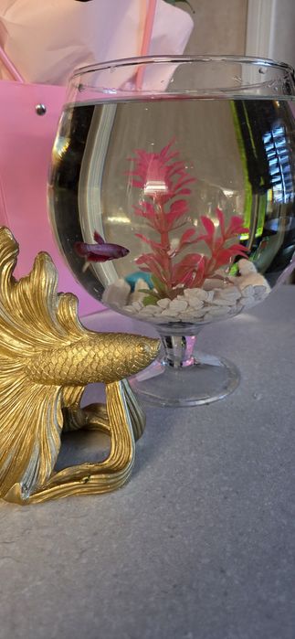 Аквариумная рыбка петушок