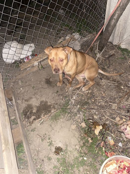 Продам суку пита