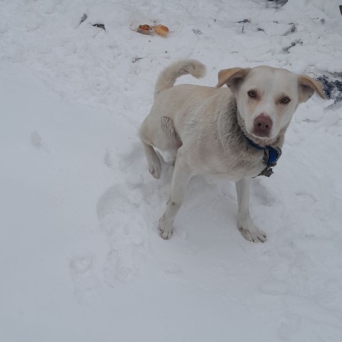 Помесь с лабродором девочка