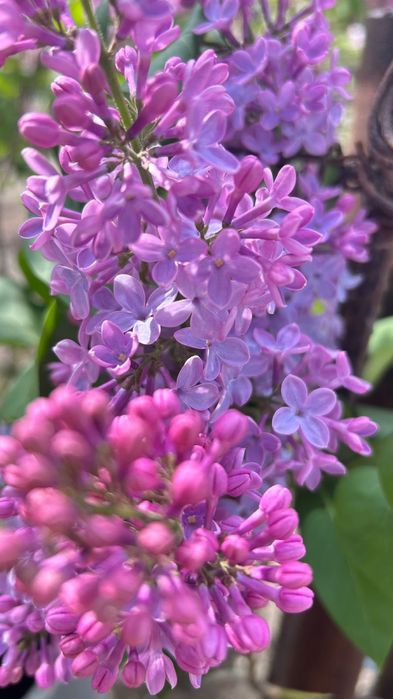 сирень в продаже