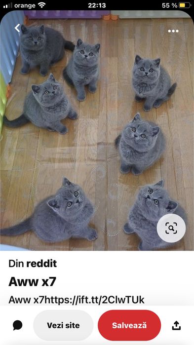 British blue shorthair