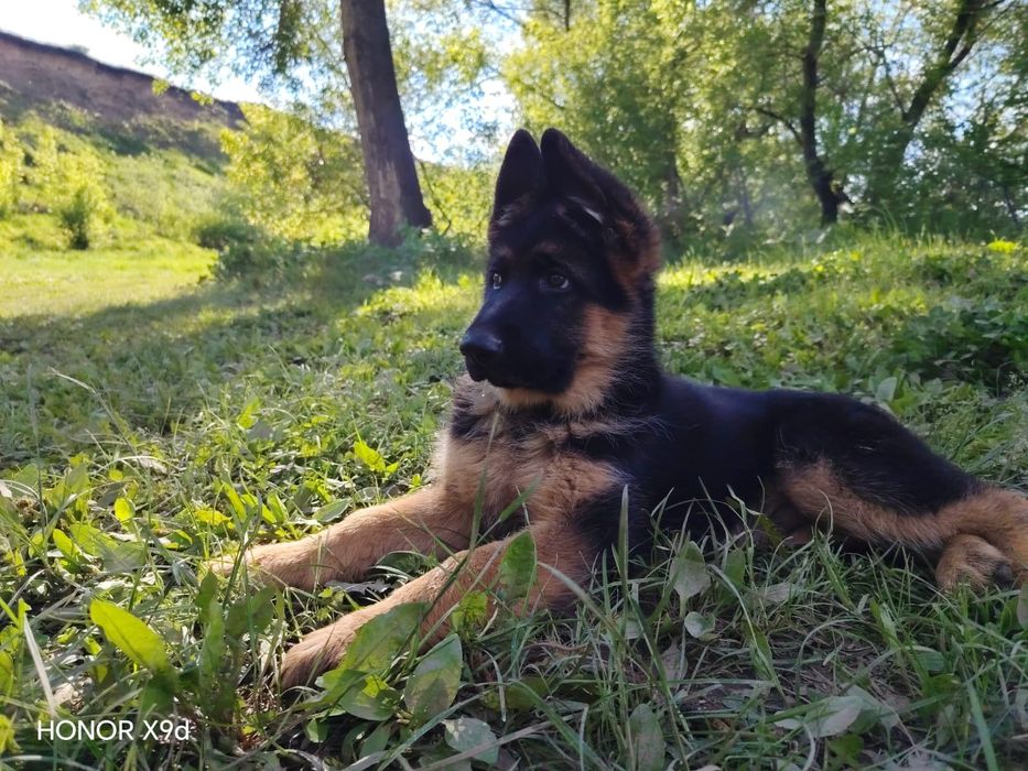 Продам щенков немецкой овчарки