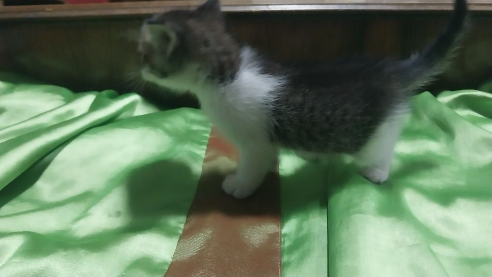 Продам котят непородистые