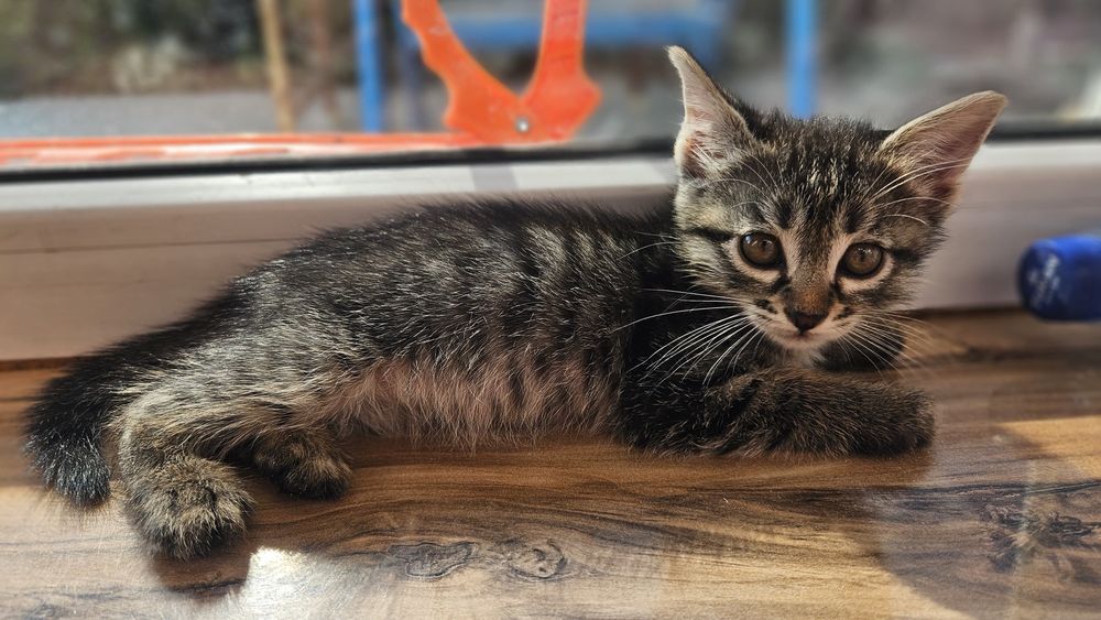 Котята, Шымкент район парк победы
