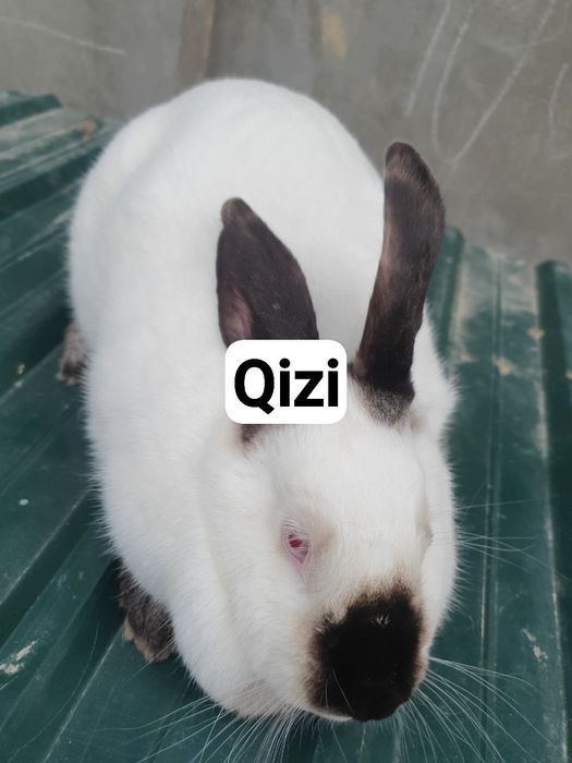 Kaliforniya / nzb quyon. Кролик калифорнийский