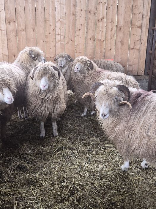 Oi Grase de Vânzare