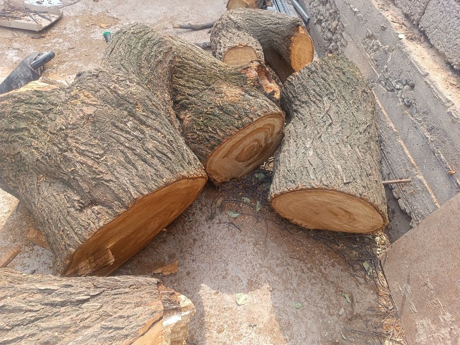 Пеньки, двова, ветки. (Урюк). Новый