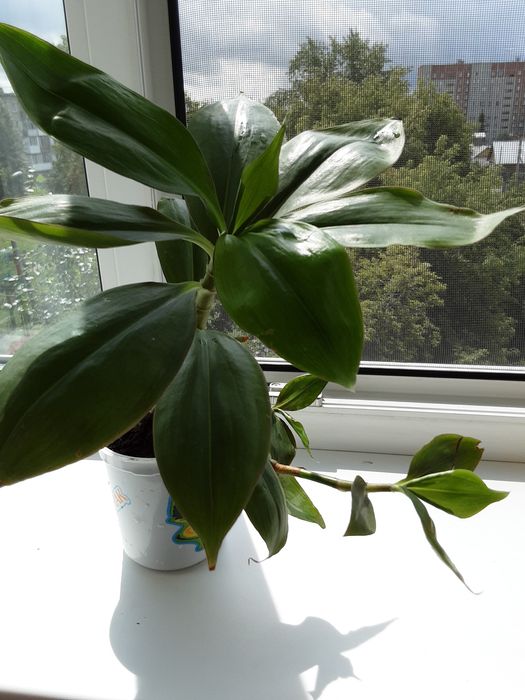 Комнатный  цветок