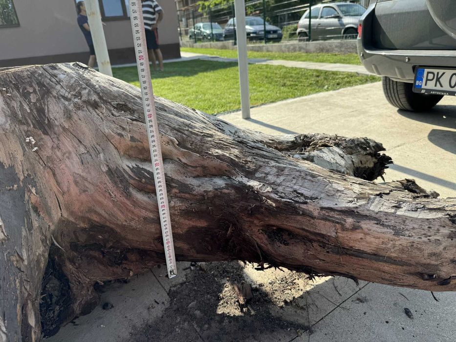 Корен от орехово дърво