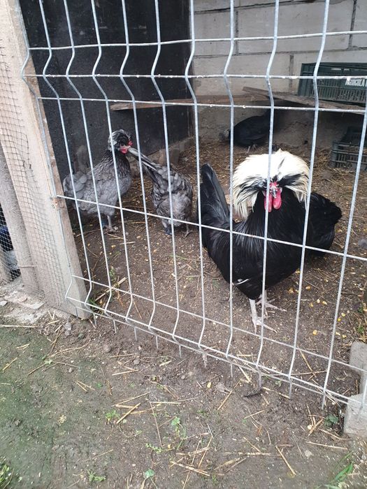 Pui australorp , motate olandeze