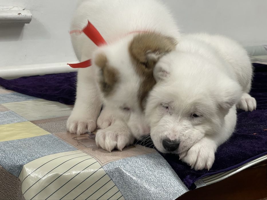 Продам шикарных малышек алабайчиков