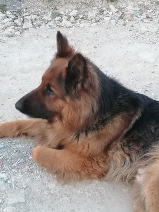 Donez pereche ciobanesc german