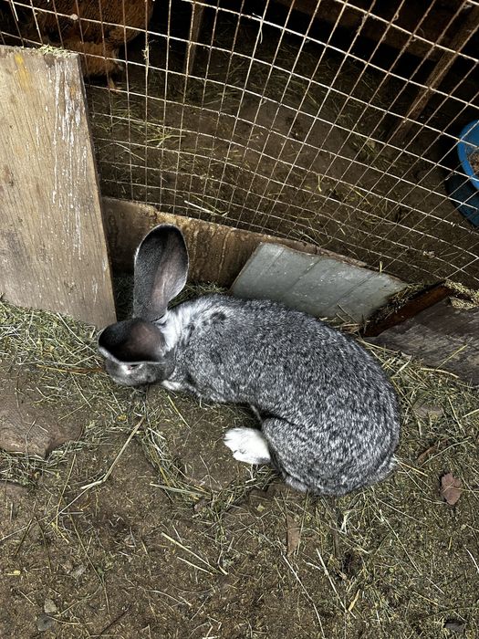 Кролики сукрольные