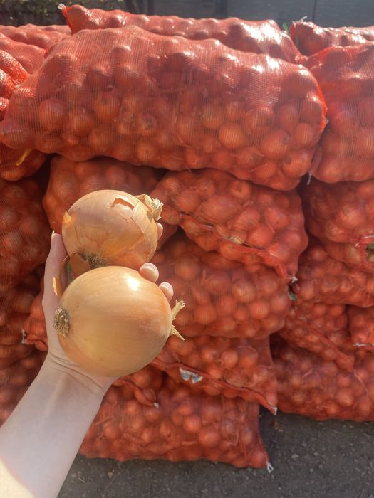 Продам лук, мешок стоит 2500