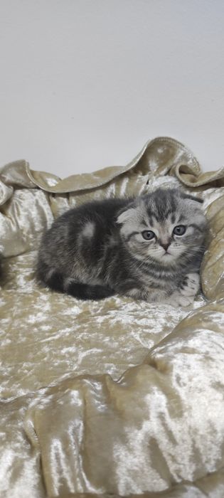 Котята шотландские висЛоуХие