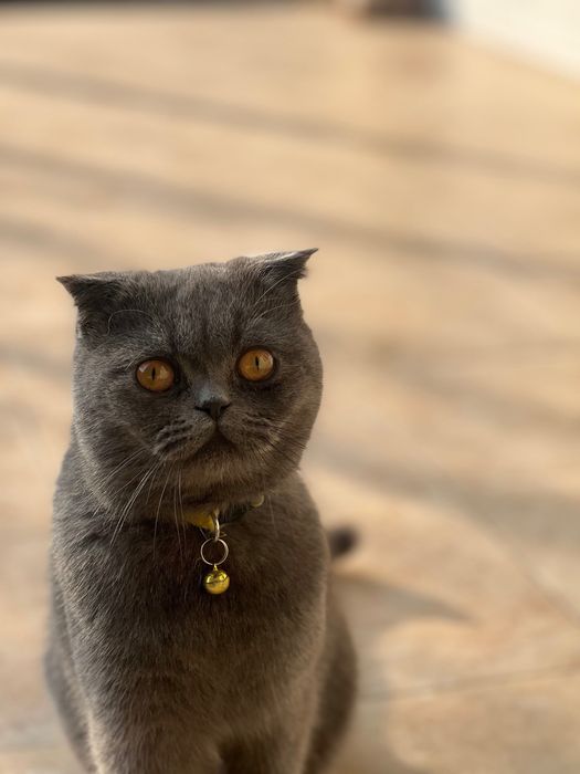 Scotsh Fold shorthair