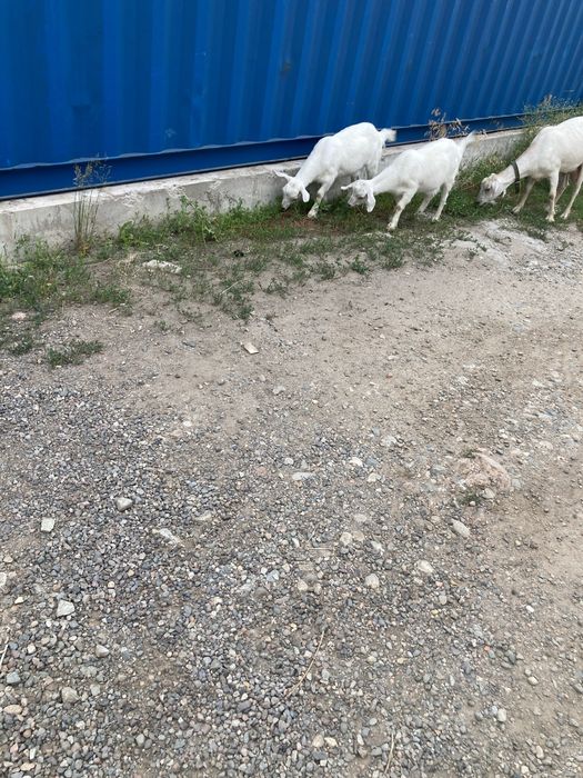 Продам двух козлят