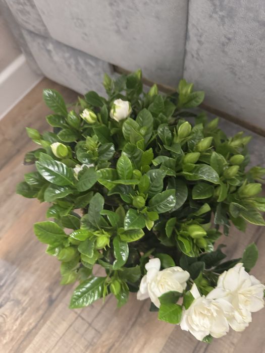 Гардения  многолетняя