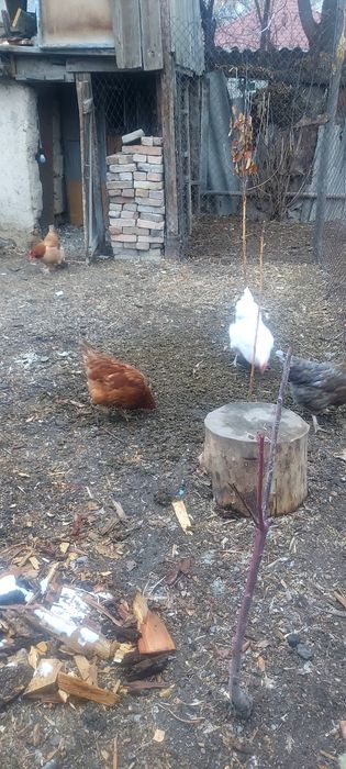 Продам домашние куры.