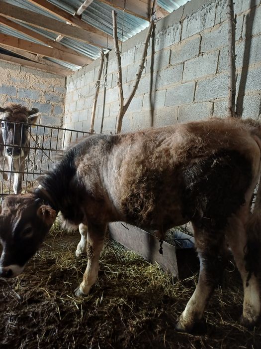 Бычок бука 10айлык