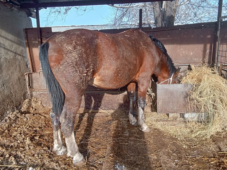 Айгыр сатылады семиз