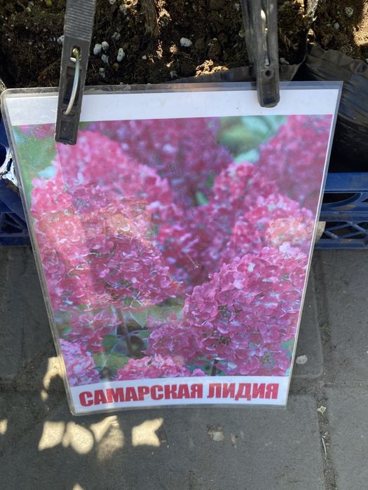 Декороиивные деревья