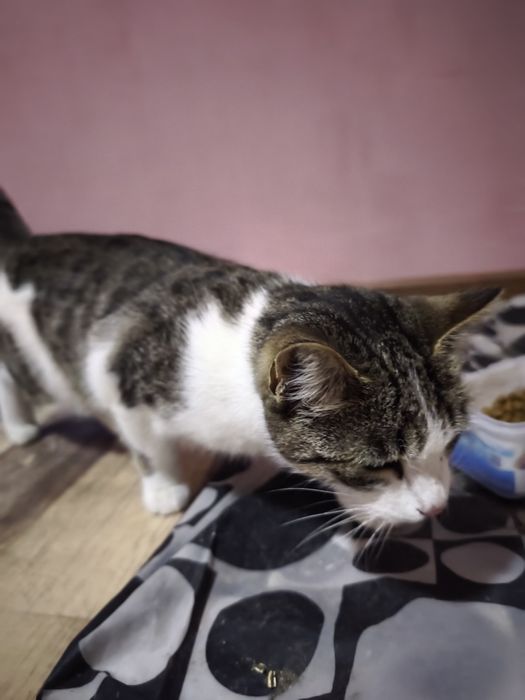 Mushuk hadyaga beriladi