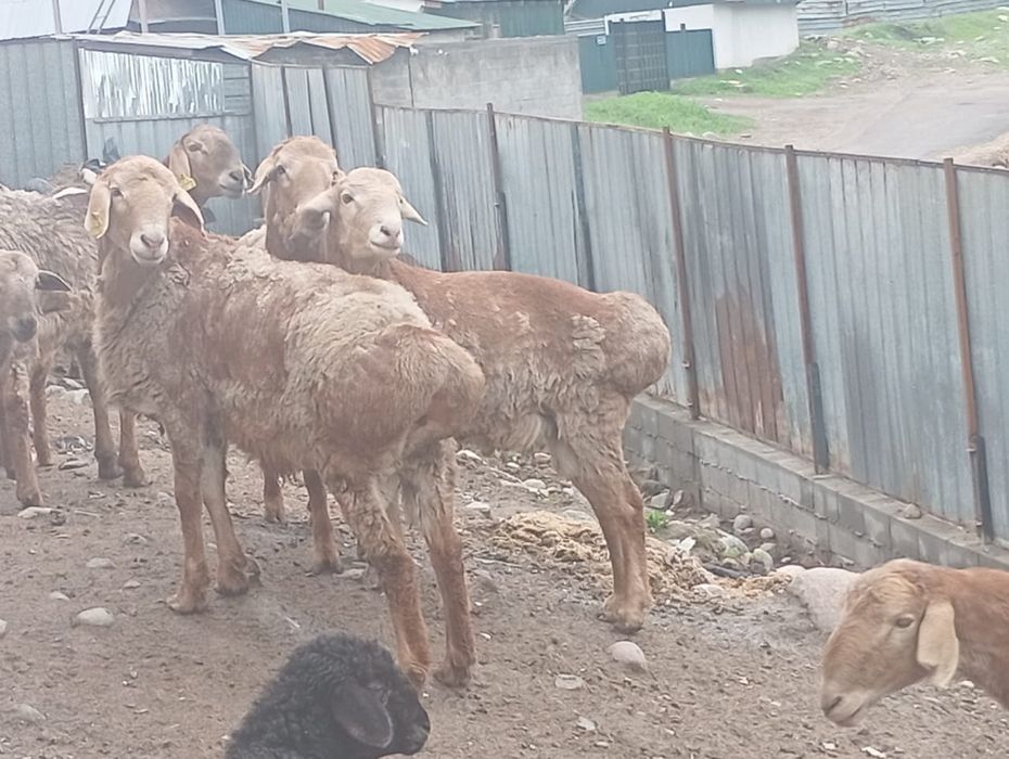 Кой сатылады семиз