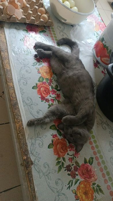 Отдам в хорошие руки