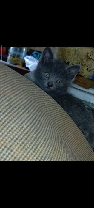 Отдам котят в хорошие руки