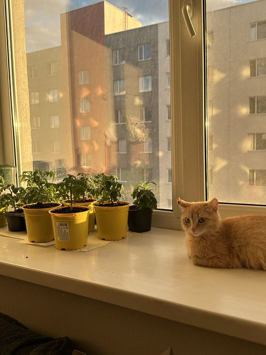 Отдам рыжую красавицу