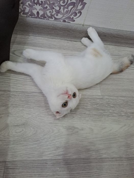 Продается шотландская веселуха