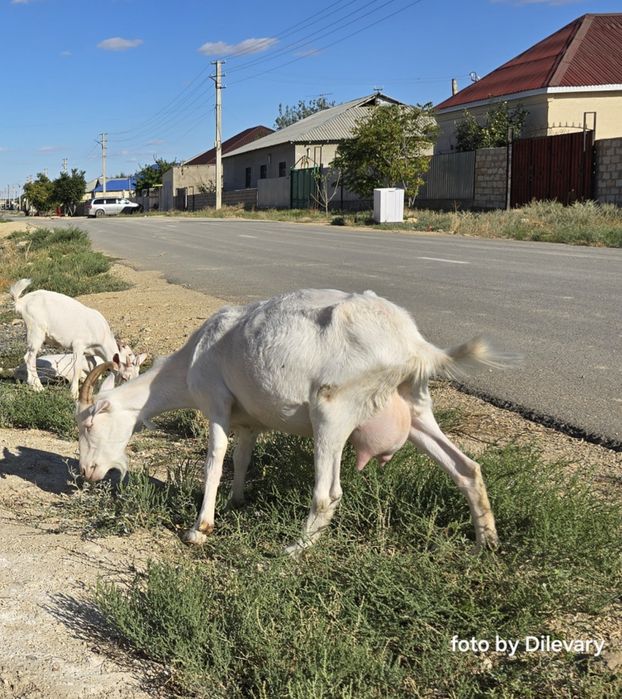 Қыздардың бетіне шашыраған сперматозоидтардың фотогалереясы