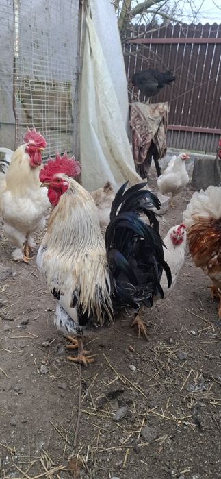 Vand cocoși de țară