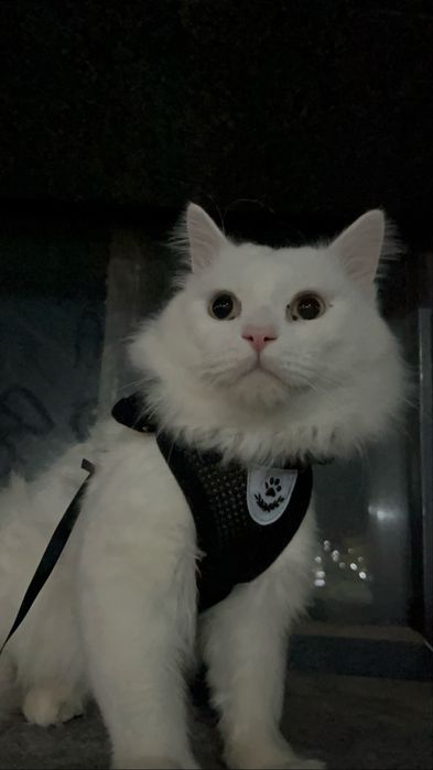 Қарайтын жақсы қолға беремін