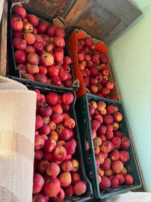 Mere bio rosii si verzi