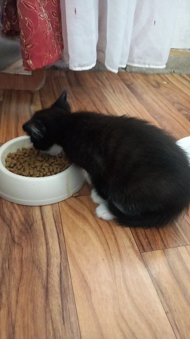 Котята  и кошечка ищут дом