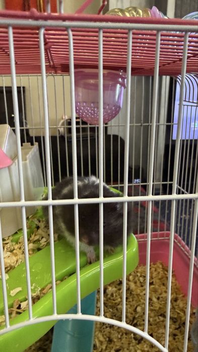 Продам ручных сирийских хомячков.