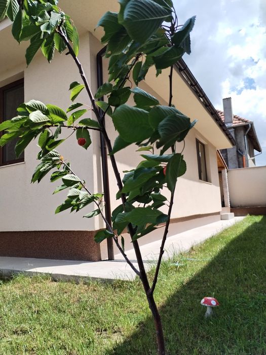 Închiriez casa cartier Tineretului