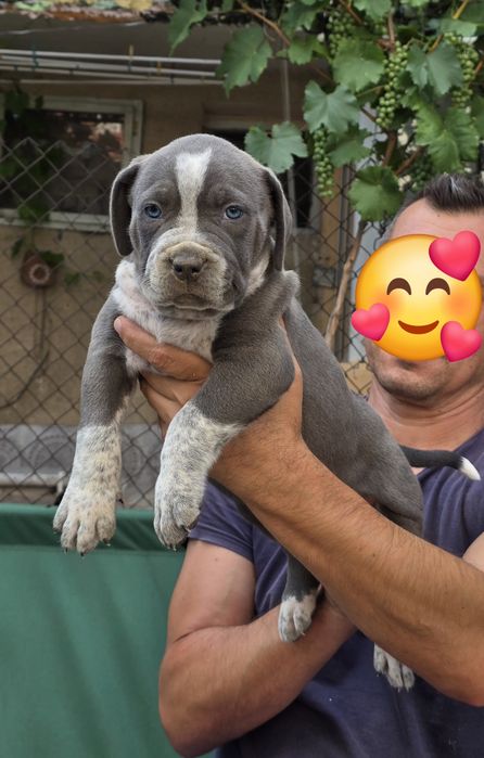 Американско були ХЛ/American Bully XL