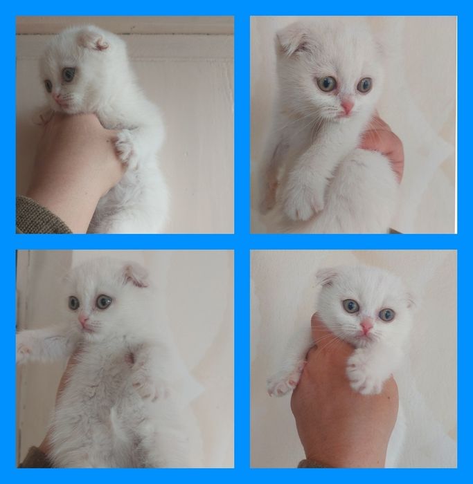 Скоттиш Фолд к,из бола 2 ойлик