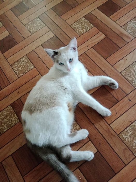 Отдам котят в хорошие руки