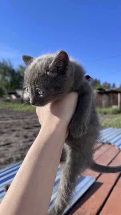 Котята прекрасные