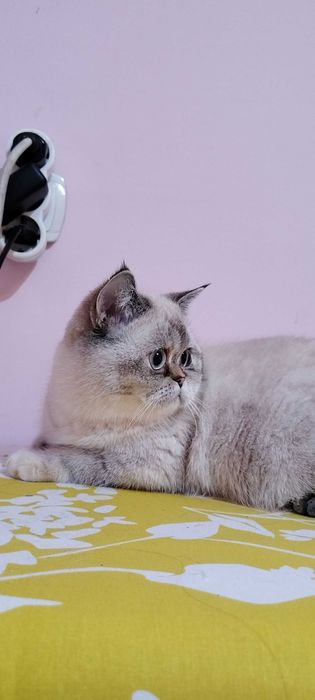 Златни чинчили шотландски котенца