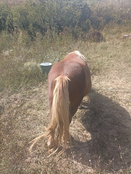 Poneiță gestantă