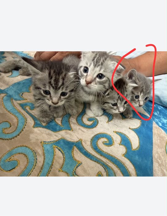 Продается котенок мальчик