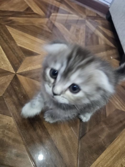 Scottish Fold toza qon